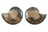 Cut/Polished Ammonite Fossil - Unusual Black Color #165634-1